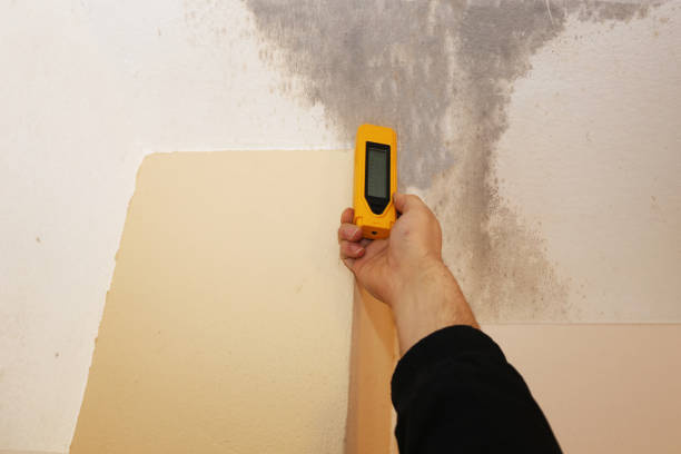 Best Black Mold Removal  in Versailles, KY