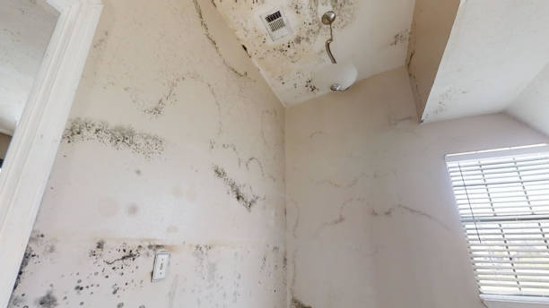 Best Mold Odor Removal Services  in Versailles, KY