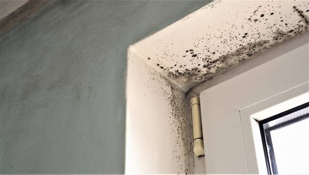Best Comprehensive Air Testing for Mold Contaminants  in Versailles, KY