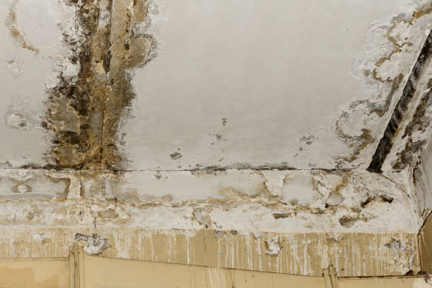 Best Biohazard Mold Removal  in Versailles, KY