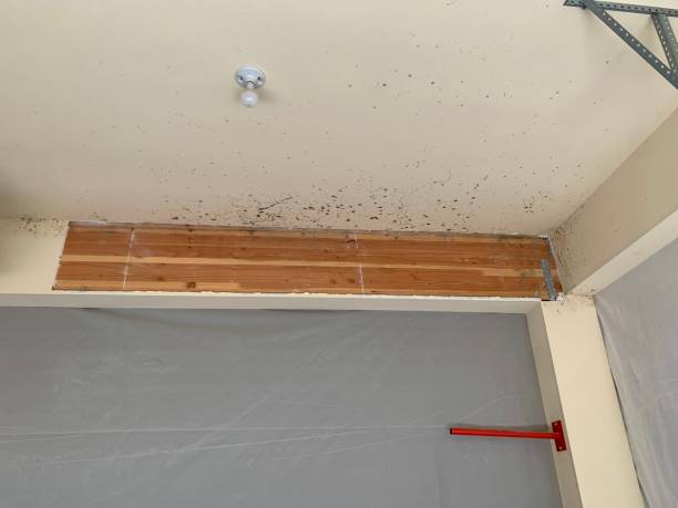 Best Post-Construction Mold Inspection  in Versailles, KY