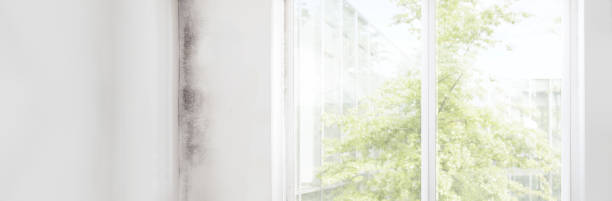 Best Basement Mold Removal  in Versailles, KY