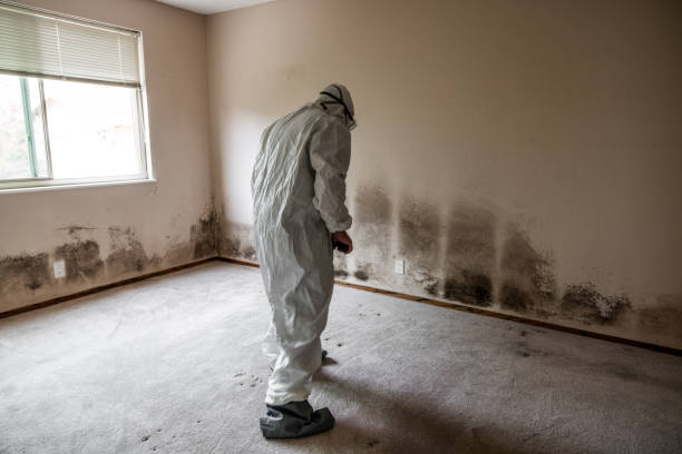 Best Asbestos and Lead Testing During Mold Inspection  in Versailles, KY